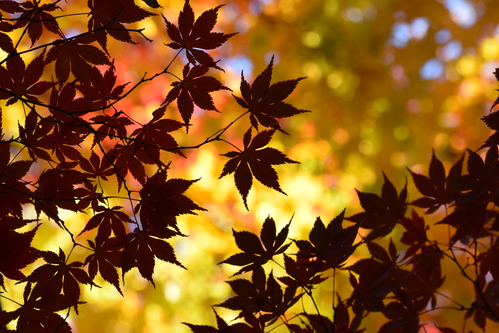 シルエット紅葉