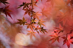 幻の様に