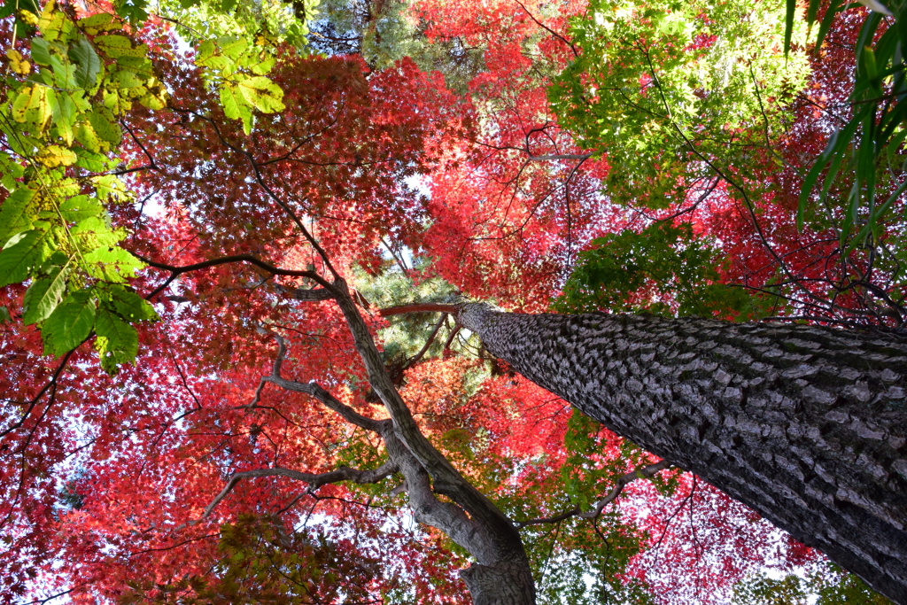 紅葉に包まれて②