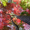 紅葉に包まれて②