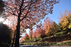 街路樹