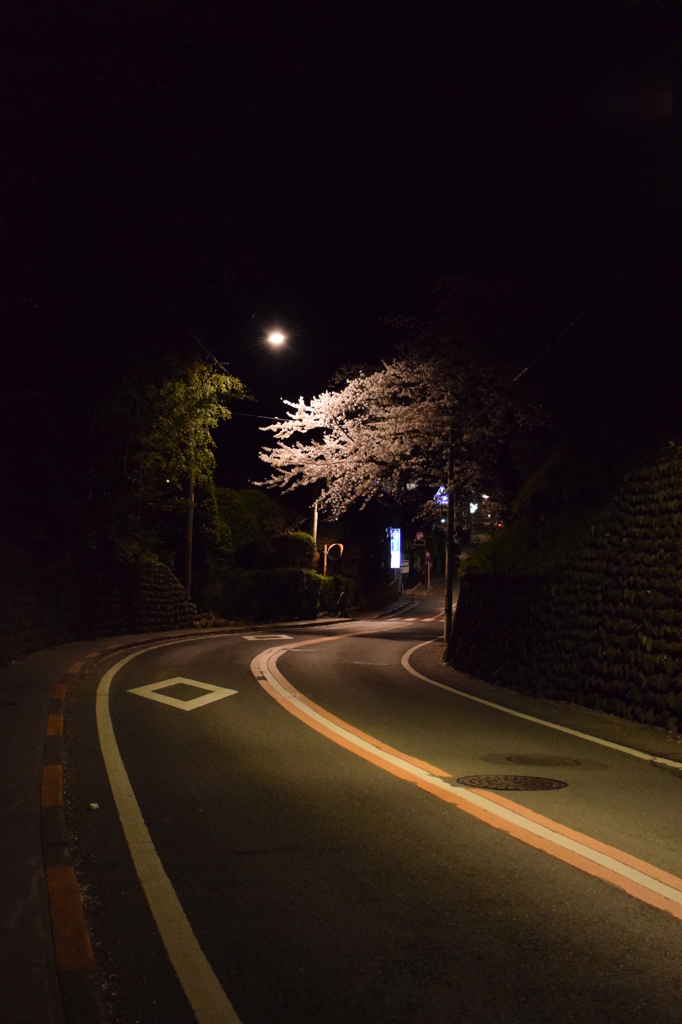 夜桜？