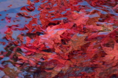水紅葉②