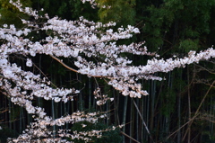 朝の桜