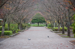 鳩しかいない公園