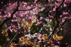 華やぐ庭