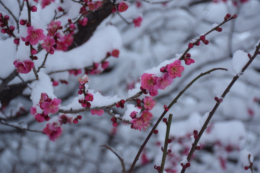雪にも負けません