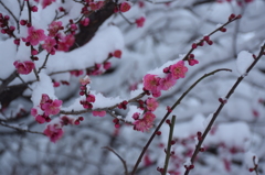 雪にも負けません