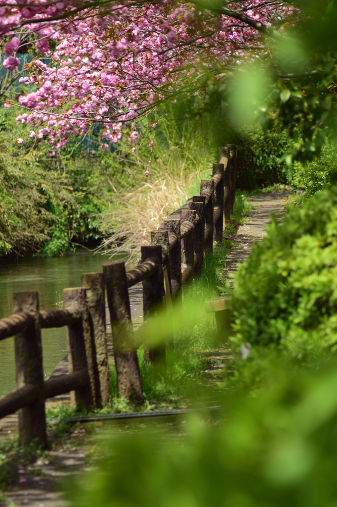 素敵な散歩道