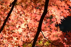 燃える様に