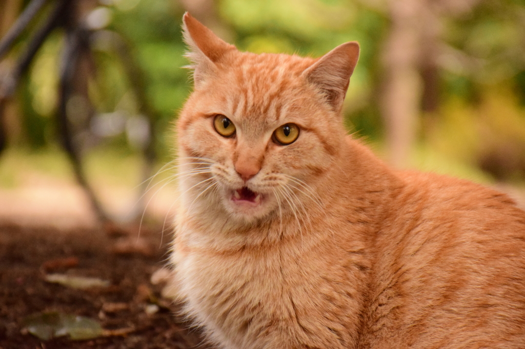 イケメンな猫