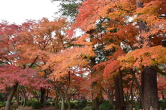 武蔵野紅葉②
