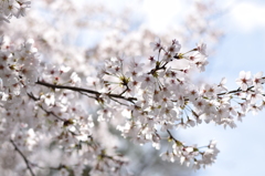 光に溶け込む桜