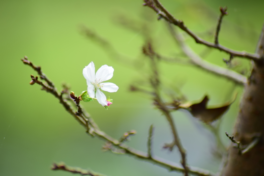 小さな白い花