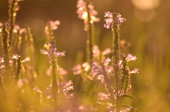 ガラスの花びら