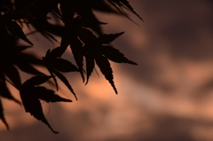 空の紅葉