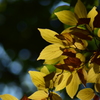 見せてくれた紅葉