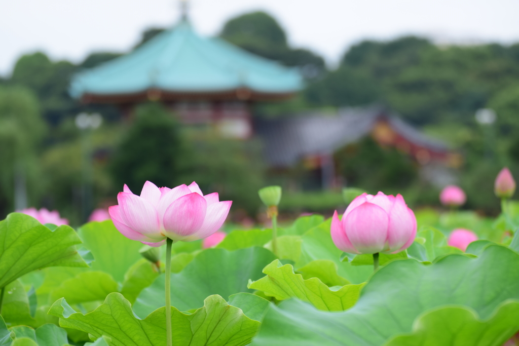 不忍池の夏