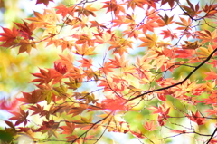 羽ばたく様に