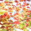 羽ばたく様に