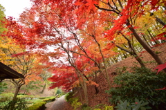 赤い屋根
