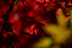 妖艶な紅葉