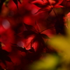 妖艶な紅葉