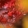 紅葉に包まれて