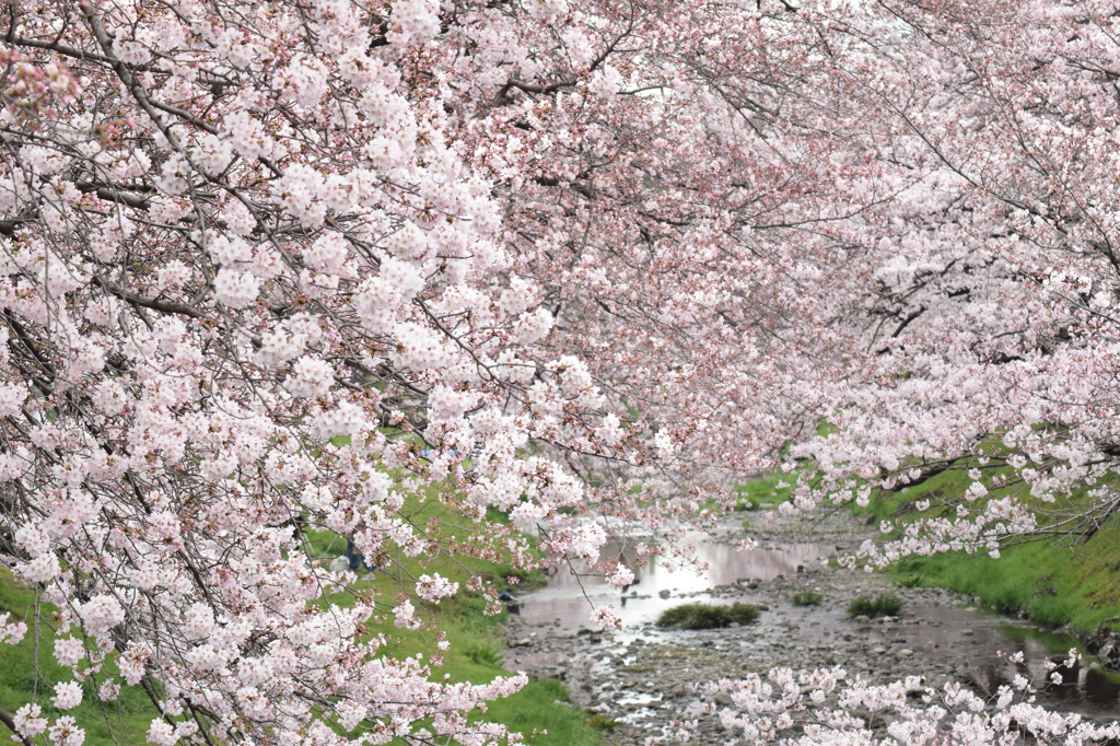 桜の舞