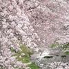 桜の舞