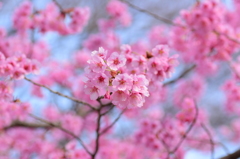 春のピンク