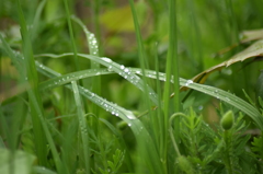 雨上がり・・・雫