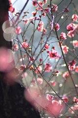 華やかに