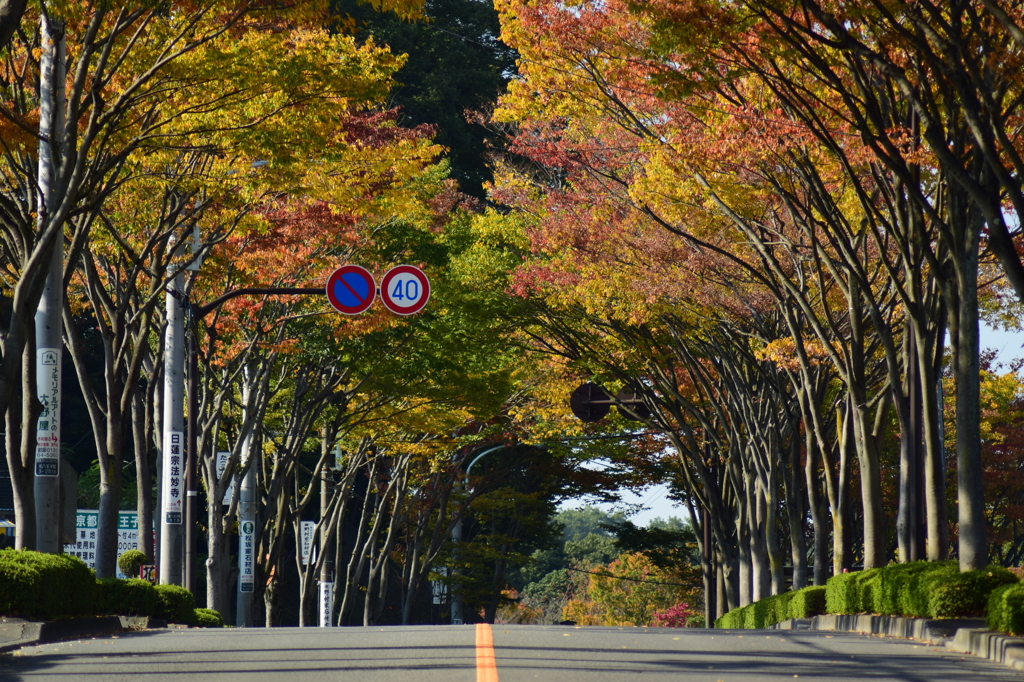 紅葉ロード