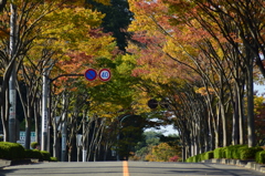 紅葉ロード