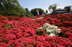 つつじの園