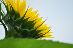 夏のにおい