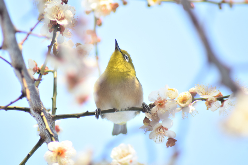 メジロがやって来た