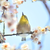 メジロがやって来た