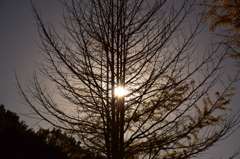 樹木を照らす陽