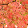 紅葉模様