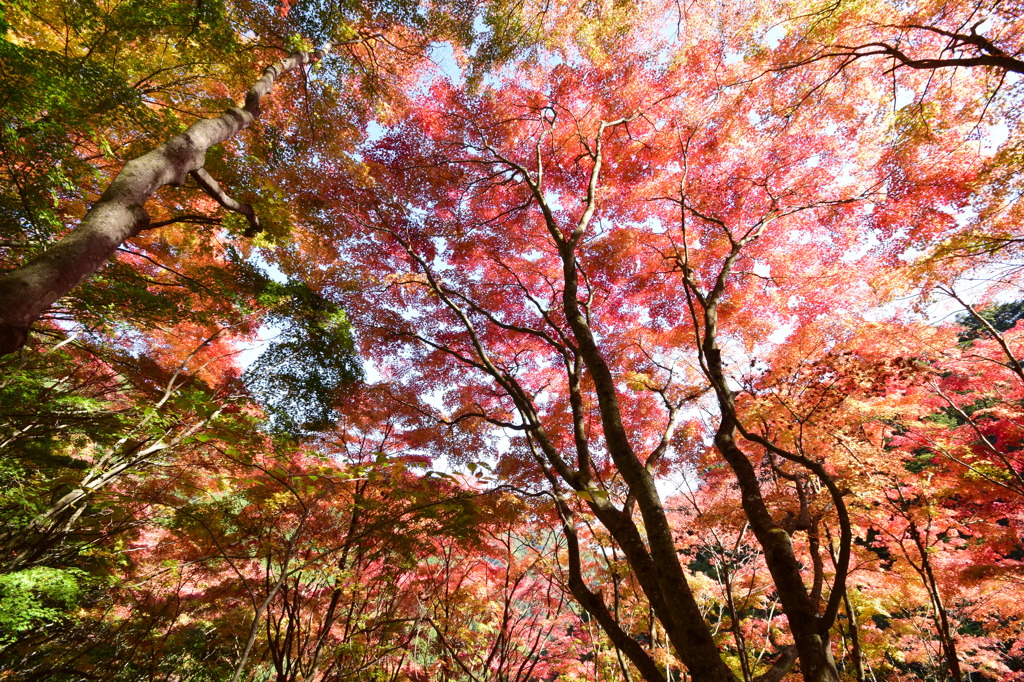 紅葉の里②