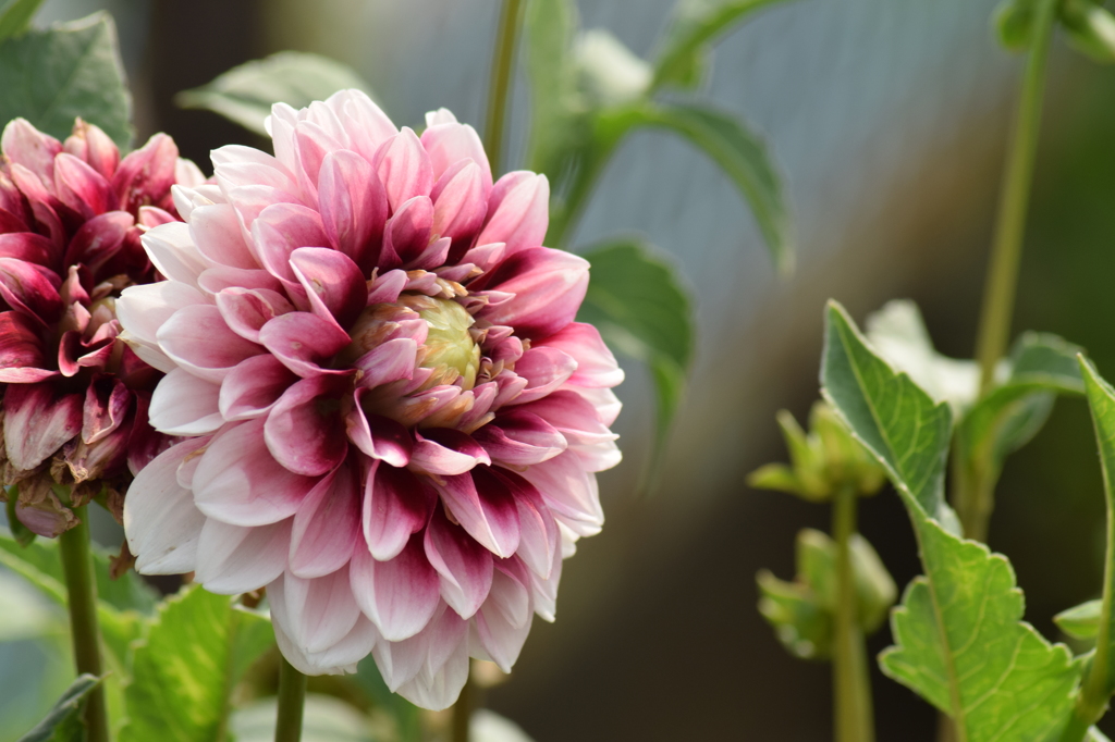 朽ち果てるまで