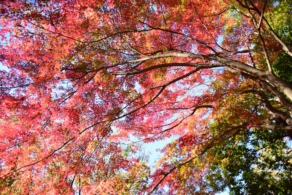 空も染めた紅葉