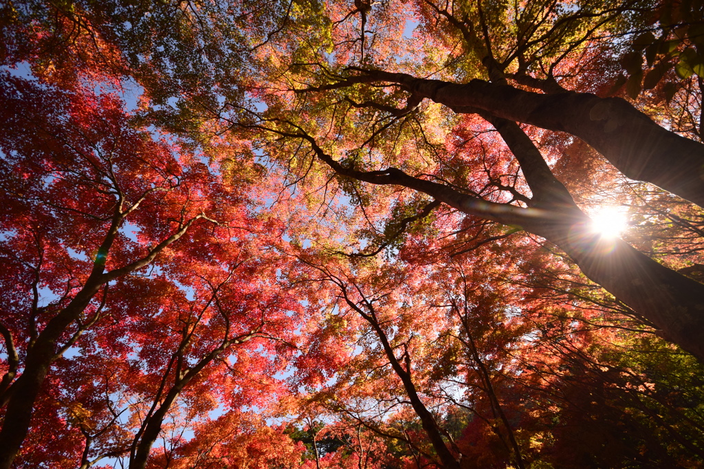 紅葉の里