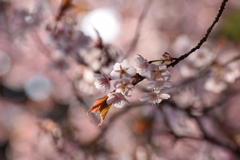 夢桜