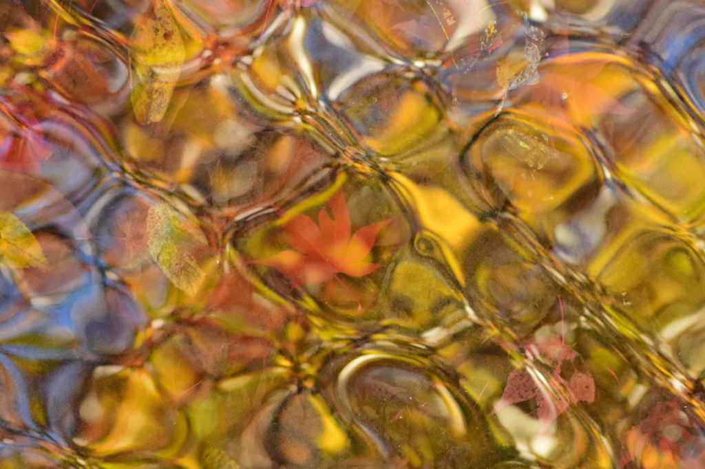 水紅葉