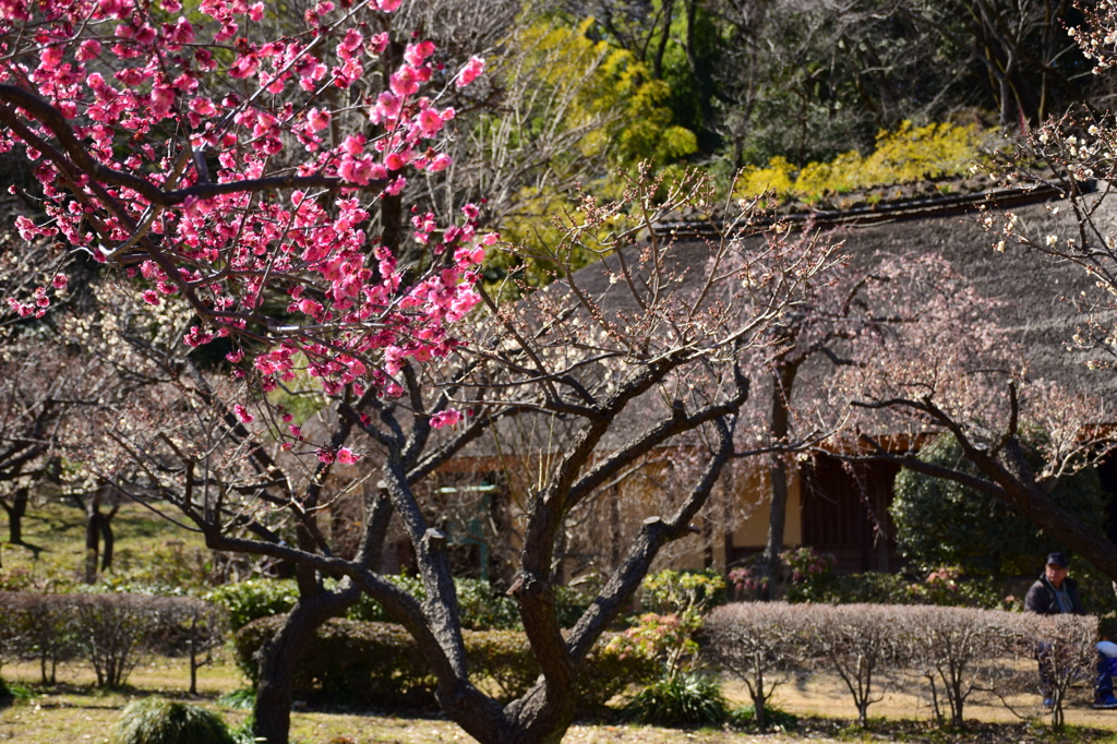 薬師池公園の梅2