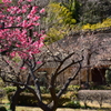 薬師池公園の梅2
