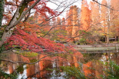 井の頭公園